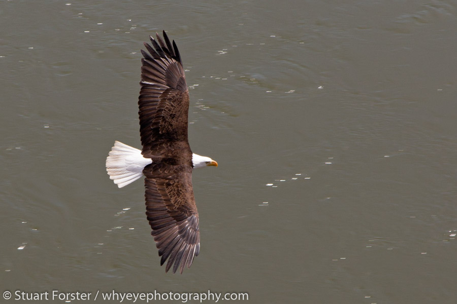 A bald eagle (Haliaeetus leucocephalus) glides over the Fraser River in British Columbia, seen from the Rocky Mountaineer luxury train