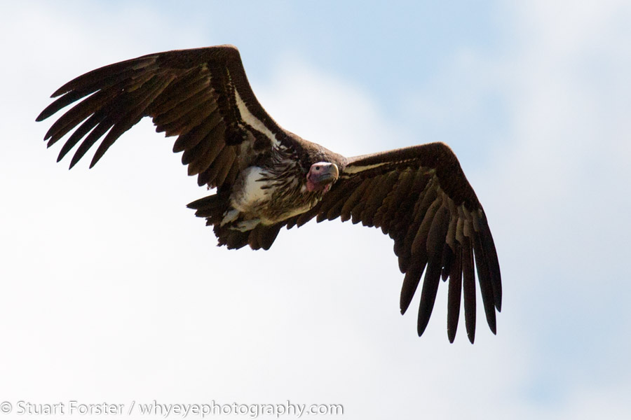 Lappet-faced vulture (Torgos tracheliotos) flying in Zimbabwe's Hwange National Park.