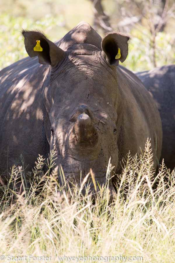 Wildlife is a key facet of Zimbabwe travel photography. Here's a photo of a white rhinoceros (Ceratotherium simum) in Matobo National Park.