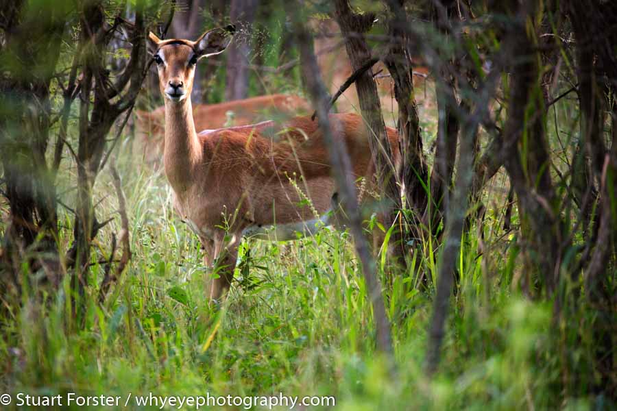 Female impala (Aepyceros melampus) seen during a game drive from Pamuzinda Safari Lodge near Harare.