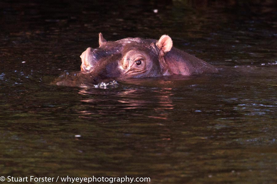 Eyes of a hippopotamus (Hippopotamus amphibius) peeking out of the Zambezi River near Victoria Falls in Zimbabwe.