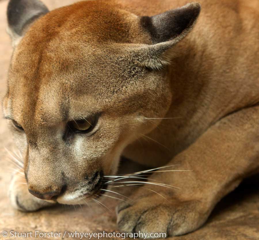 Face of a puma photographed as part of a trip for wildlife and nature photography in Costa Rica