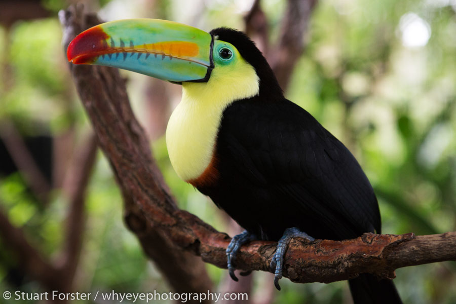 Keel-billed toucan (Ramphastos sulfuratus) at Poas Volcano National Park among wildlife and nature photography in Costa Rica.