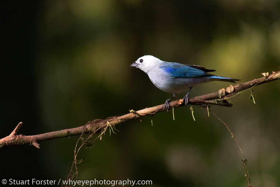 Blue bird on the lookout for food near Selva Verde Lodge in Central America.
