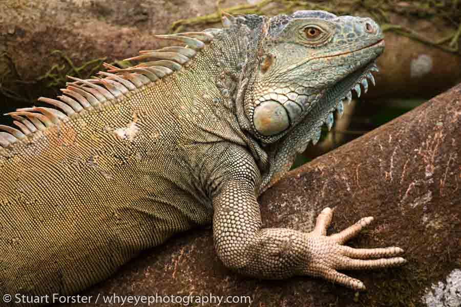 A green iguana (Iguana iguana) basking in a tree in the jungle of Costa Rica.