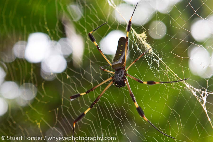 Golden Orb Weaver spider weaves a web near Manzanillo Beach in Costa Rica.