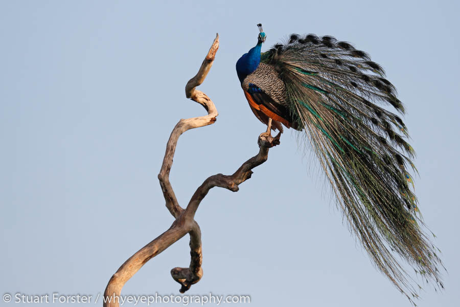 Peacocks, male peafowl, are often photographed with their tail feathers on display. I found this pose to be interesting.