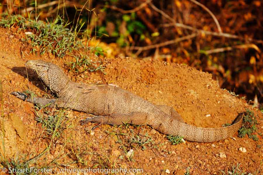 A monitor lizard basks in the morning sun in Wilpattu National Park.