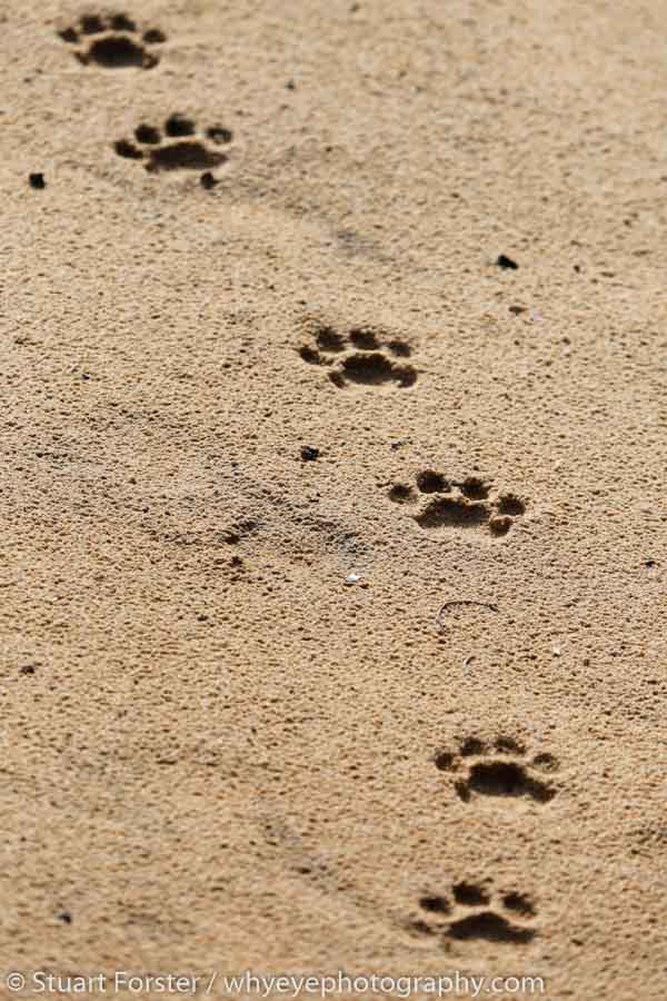 Fresh pugmarks, left by a leopard, in the sandy ground of Wilpattu National Park.