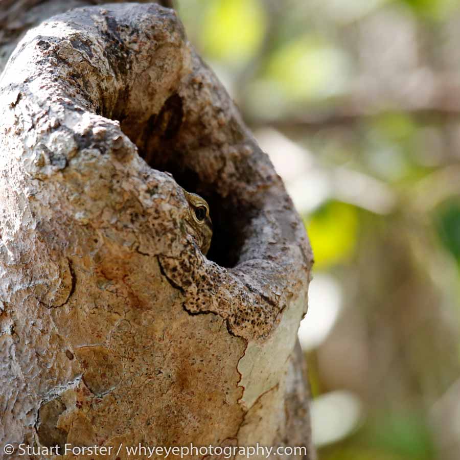 Despite being well camouflaged, I noticed the eye of this lizard peeking out from a hollow tree in Wilpattu National Park.