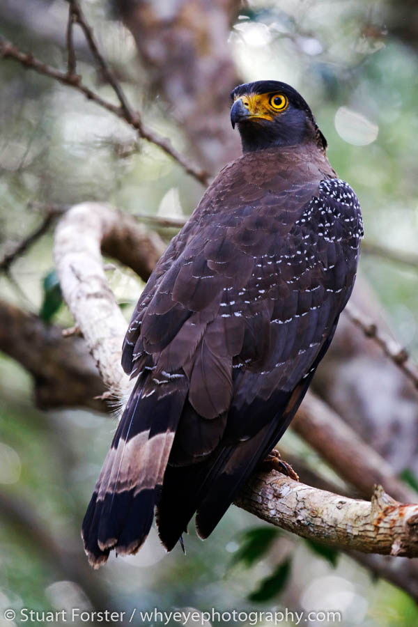 A crested serpent eagle resting on branches in Wilpattu National Park.