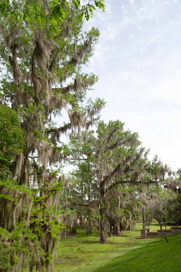 Live Oak Trees Draped With Spanish Moss At Brookgreen Gardens In