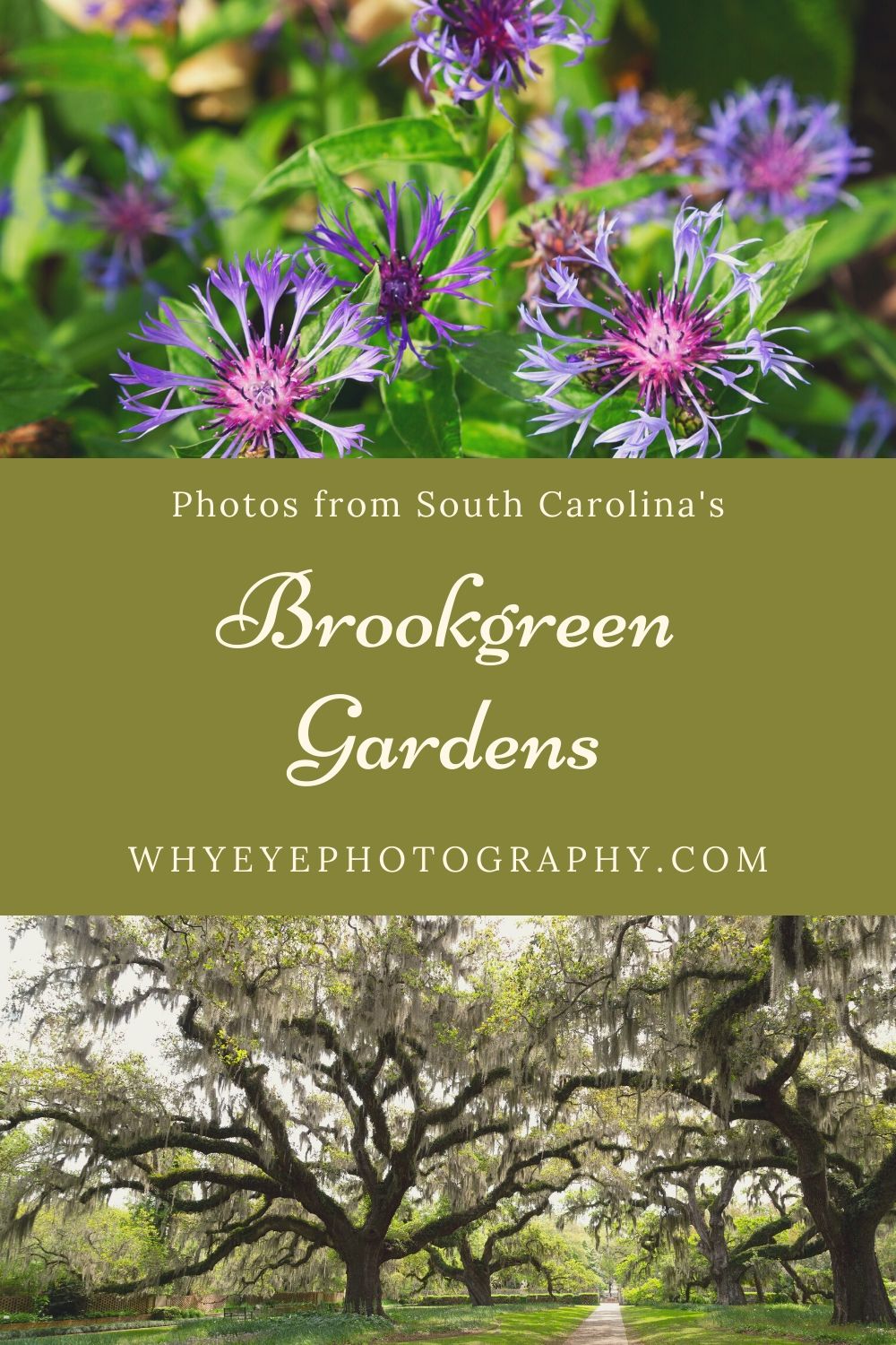 Pinterest pin for the whyeyephotography.com blog post about Brookgreen Gardens in South Carolina, USA